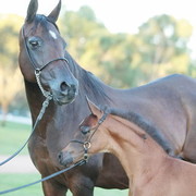 25th East Coast Championship Show - Day 3/ Finals