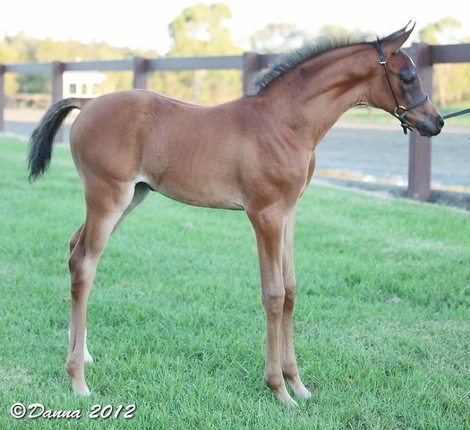 25th East Coast Championship Show - Day 3/ Finals