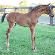 25th East Coast Championship Show - Day 3/ Finals