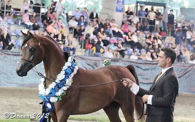 25th East Coast Championship Show - Day 3/ Finals