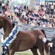 25th East Coast Championship Show - Day 3/ Finals
