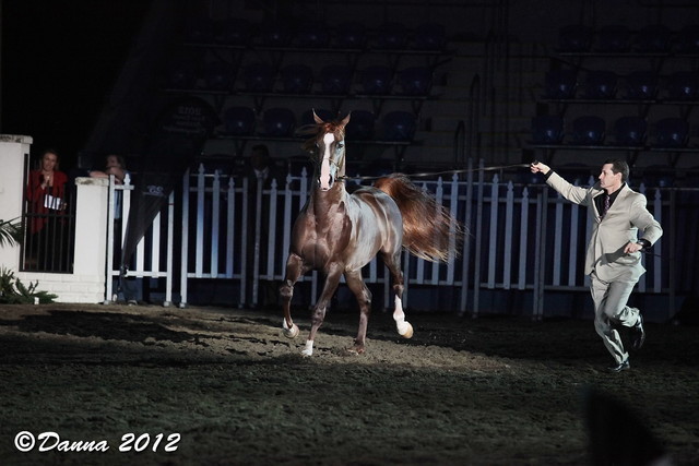25th East Coast Championship Show - Day 3/ Finals