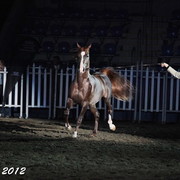 25th East Coast Championship Show - Day 3/ Finals
