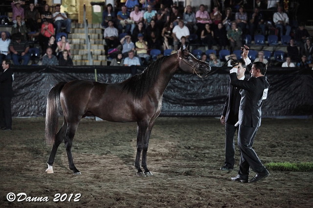 25th East Coast Championship Show - Day 3/ Finals