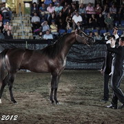 25th East Coast Championship Show - Day 3/ Finals