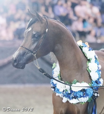 25th East Coast Championship Show - Day 3/ Finals