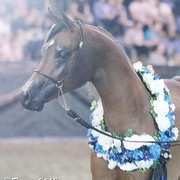 25th East Coast Championship Show - Day 3/ Finals