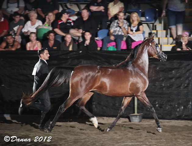 25th East Coast Championship Show - Day 3/ Finals
