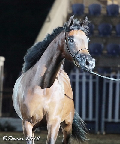 25th East Coast Championship Show - Day 3/ Finals