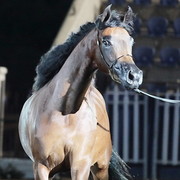 25th East Coast Championship Show - Day 3/ Finals