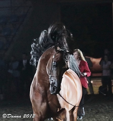 25th East Coast Championship Show - Day 3/ Finals