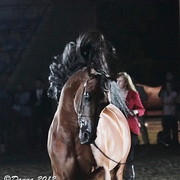 25th East Coast Championship Show - Day 3/ Finals