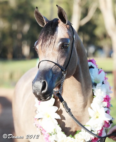 25th East Coast Championship Show - Day 3/ Finals