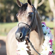 25th East Coast Championship Show - Day 3/ Finals