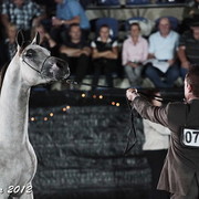 25th East Coast Championship Show - Day 3/ Finals