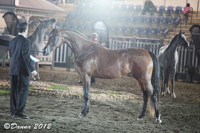 25th East Coast Championship Show - Day 3/ Finals