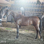 25th East Coast Championship Show - Day 3/ Finals