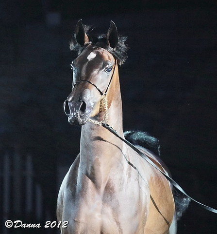 25th East Coast Championship Show - Day 3/ Finals