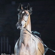 25th East Coast Championship Show - Day 3/ Finals