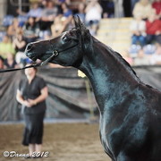 25th East Coast Championship Show - Day 3/ Finals