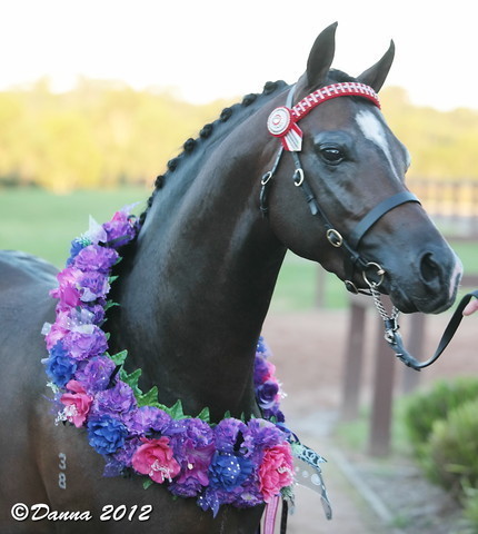 25th East Coast Championship Show - Day 3/ Finals