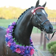 25th East Coast Championship Show - Day 3/ Finals