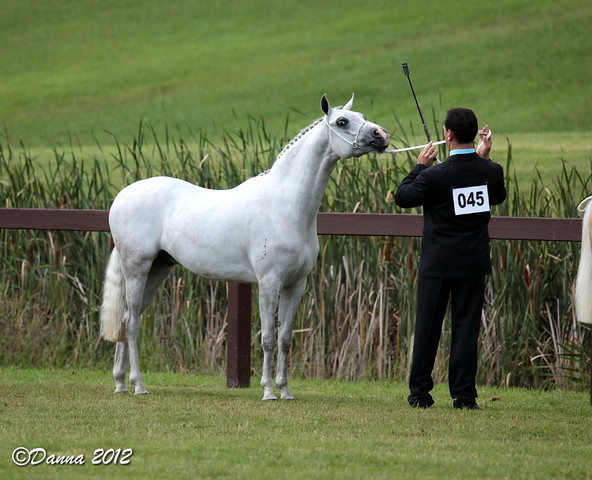 25th East Coast Championship Show - Day 3/ Finals