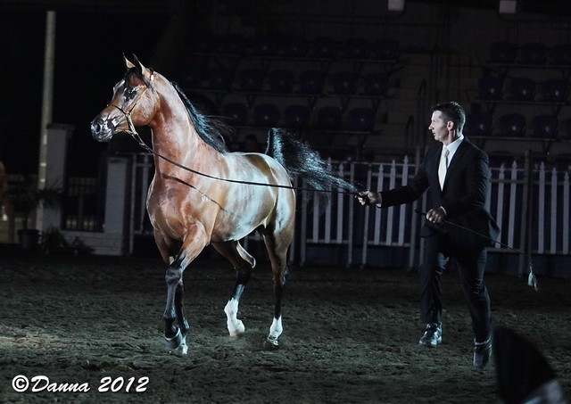 25th East Coast Championship Show - Day 3/ Finals