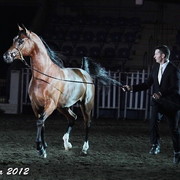 25th East Coast Championship Show - Day 3/ Finals