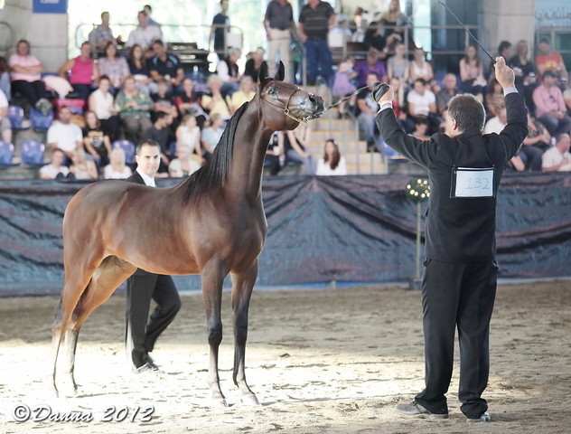 25th East Coast Championship Show - Day 3/ Finals