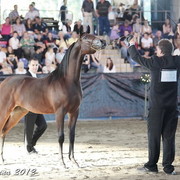 25th East Coast Championship Show - Day 3/ Finals