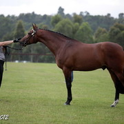 25th East Coast Championship Show - Day 3/ Finals