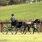 25th East Coast Championship Show - Day 3/ Finals