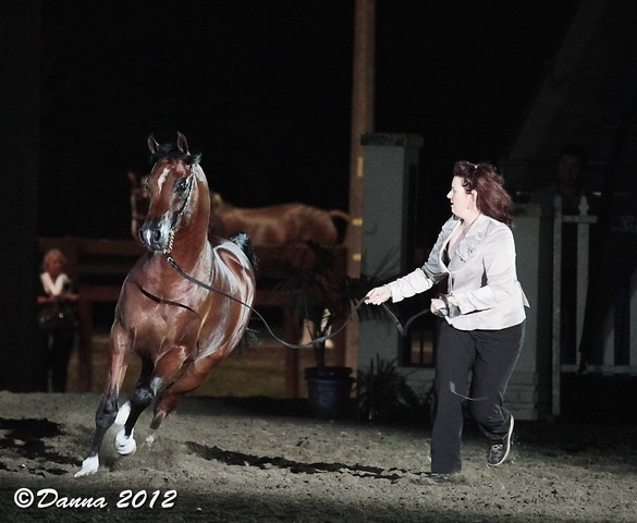 25th East Coast Championship Show - Day 3/ Finals