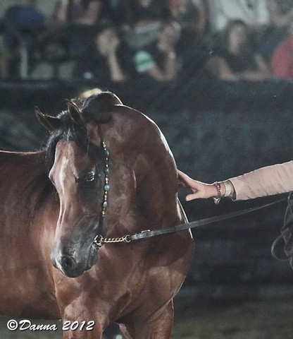 25th East Coast Championship Show - Day 3/ Finals