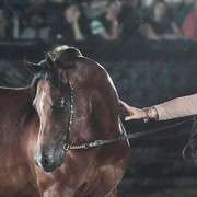 25th East Coast Championship Show - Day 3/ Finals