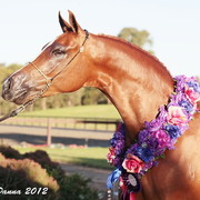 25th East Coast Championship Show - Day 3/ Finals