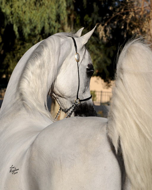 Amurath Arabians