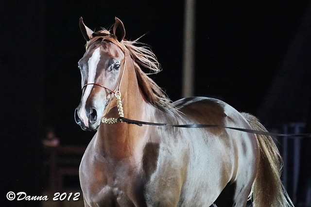 25th East Coast Championship Show - Day 3/ Finals