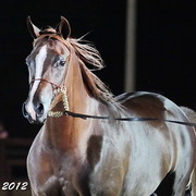 25th East Coast Championship Show - Day 3/ Finals