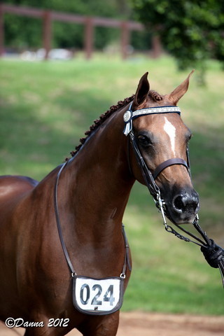 25th East Coast Championship Show - Day 3/ Finals