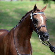 25th East Coast Championship Show - Day 3/ Finals