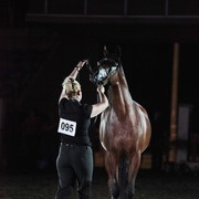 25th East Coast Championship Show - Day 3/ Finals