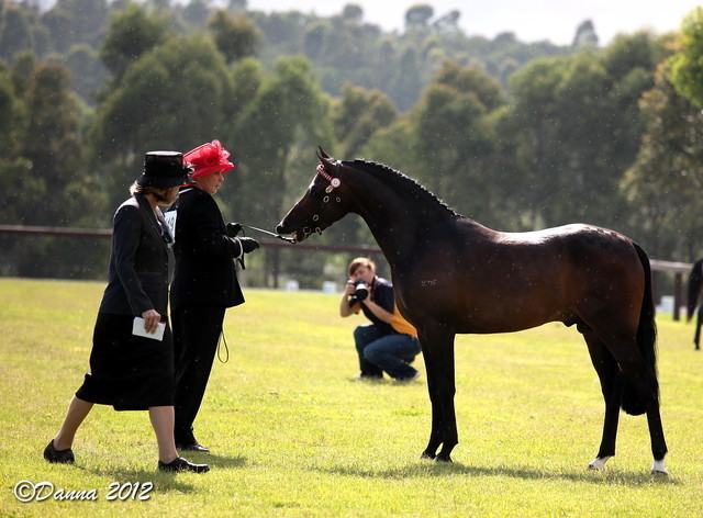25th East Coast Championship Show - Day 3/ Finals