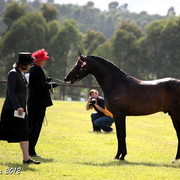 25th East Coast Championship Show - Day 3/ Finals