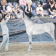 25th East Coast Championship Show - Day 3/ Finals