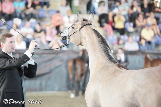 25th East Coast Championship Show - Day 3/ Finals
