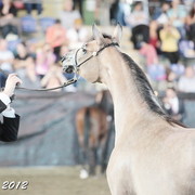 25th East Coast Championship Show - Day 3/ Finals