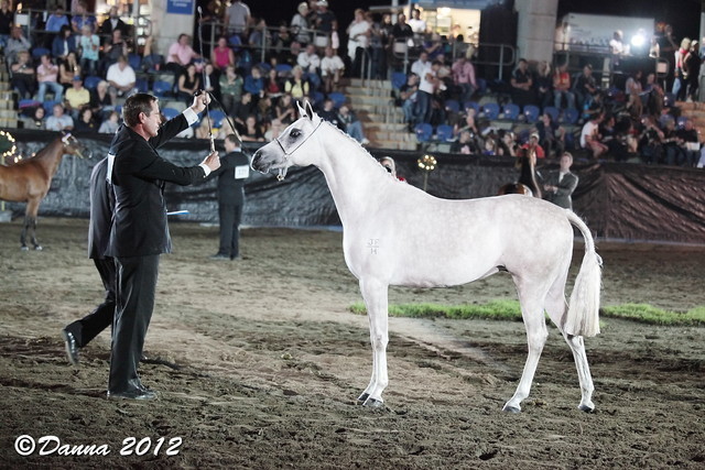 25th East Coast Championship Show - Day 3/ Finals