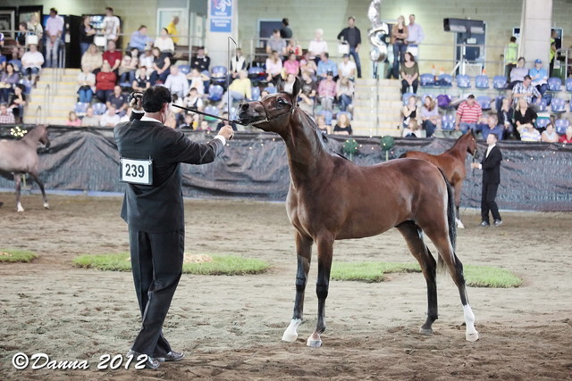 25th East Coast Championship Show - Day 3/ Finals
